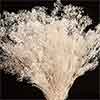 Baby's Breath (Gypsophila), White Sparkle, 12 Bundles (Shipping Included)