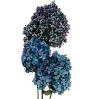 Dried Hydrangeas, Blue Two-toned, 12 Bundles (Shipping Included)
