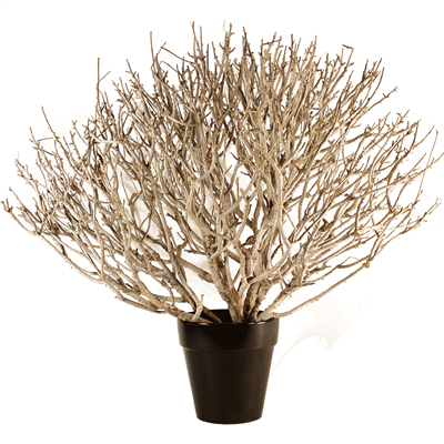 Coral Bush