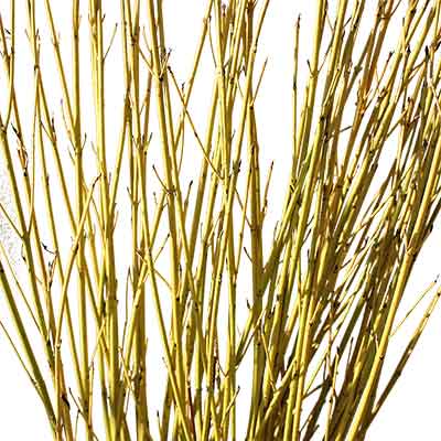 Dogwood Branches - Yellow