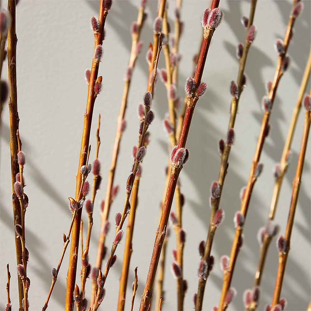 Dried Pussy Willow Branches