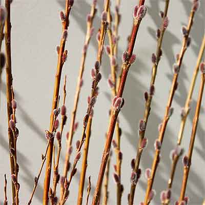 Hairy willow twigs - Assynt Field Club
