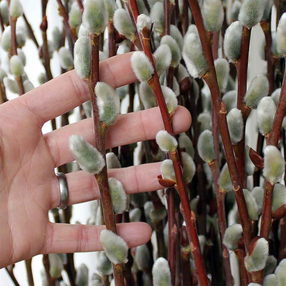 Preserved Pussy Willow Bunch